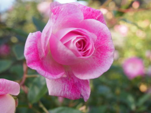 ゴキブリ対策してますか 人生100年健康に